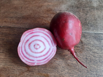 Betterave chioggia