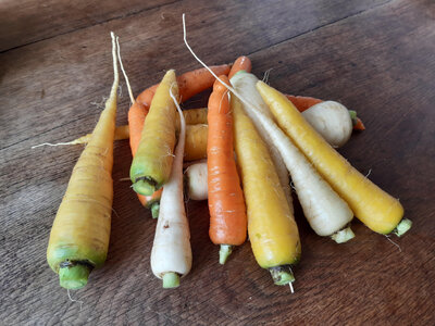 Carottes multicolores