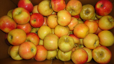 Pomme ariane