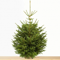 Epicéa  100-150cm, buche incluse