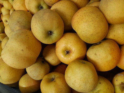Pomme belchard