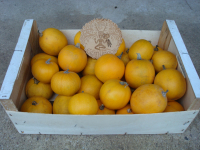 Courge 'pomme d'or' bio