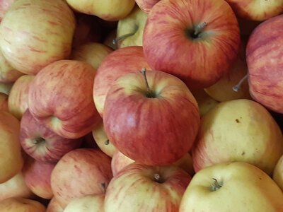 Pomme jonagored