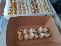 Chèvr'apéro- barquette de 12 pièces