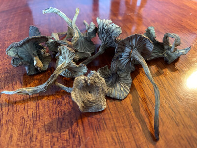 Chanterelles séchées extra