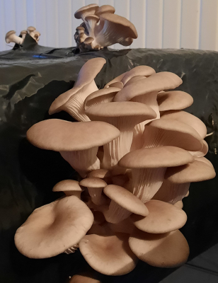 Pleurotes gris frais 1 kg