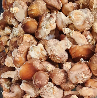 Shiitakes frais 250 gr