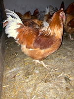 Chapons poulardes fermiers