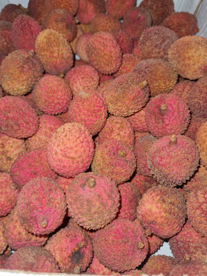 Litchis bio