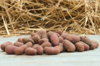 Chair ferme mini grenaille 2,5kg