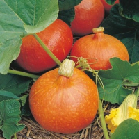 Courge potimarron environ 600g