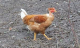 Chapon fermier - image 3