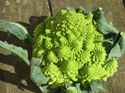 Chou romanesco entre 300g et 500g