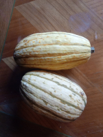 Courge delicata
