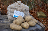 Pommes de terres désirée (rouge)
