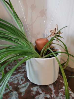 Olla à planter 10cl