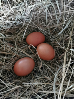 Oeufs bio 'extra frais'