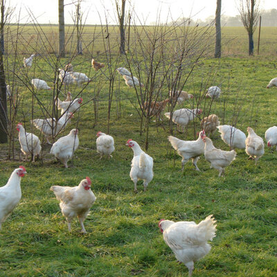 Poulet 1,5 kg