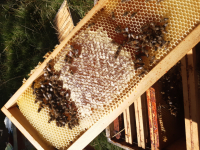 Miel de fleurs d'été 🌸 250 gr