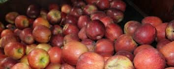 Pommes déclassées petit calibre