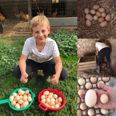 Oeufs