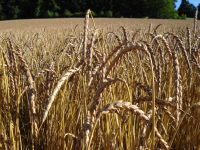 Farine 5 kg grand epeautre - t80