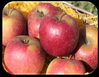 Pommes  dalinette - 2kg