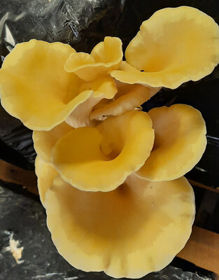 Pleurotes jaunes frais 250 gr
