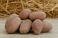 Pommes de terre rosées toutes recettes 3kg