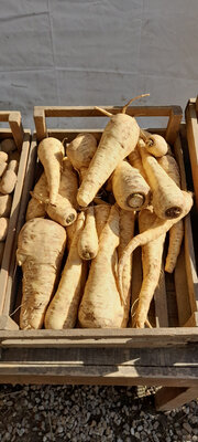 Panais