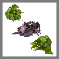 Assortiment de basilics surprises