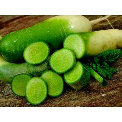 Radis green luobo