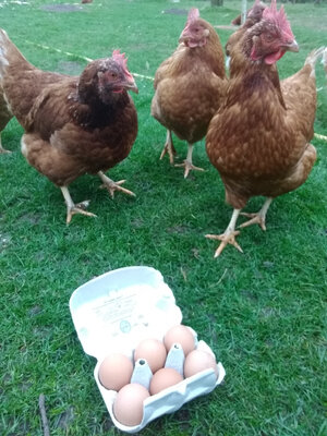 Oeufs fermiers