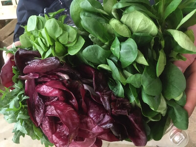 Salade mesclun