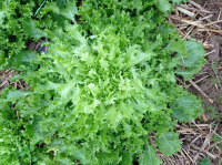 Chicorée frisée