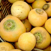Navet boule d'or bio