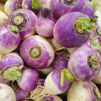 Navet violet ou boule d'or bio