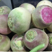 Radis green meat