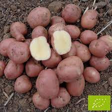 Pommes de terre bio dalida