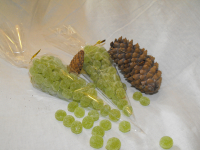 Perles au miel goût seve de pin