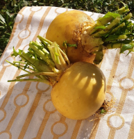 Navet boule d'or botte