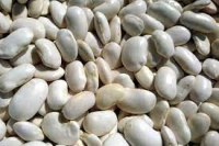 Haricot sec : lingot blanc