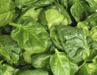 Epinards pousses