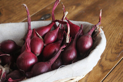 Oignons rouge
