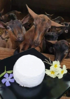 Fromage de chèvre  frais nature