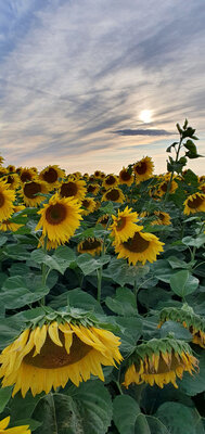 Graines de tournesol 🌻 non décortiquées