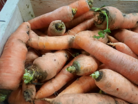 Carottes déclassées bio petit prix
