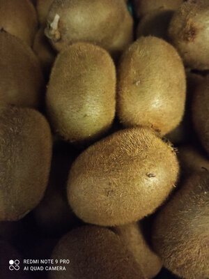Kiwi