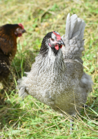 Poule pondeuse bleu des landes