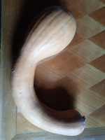 Courge longue de nice
